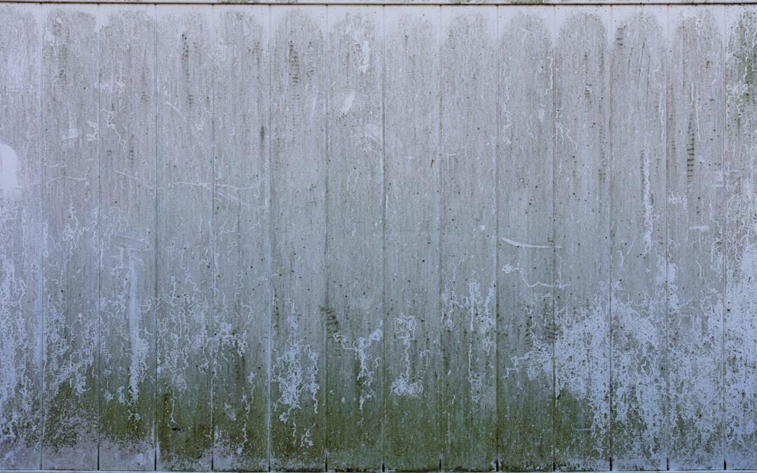 Understanding Mold Remediation: Your Guide to Effective Mold Management