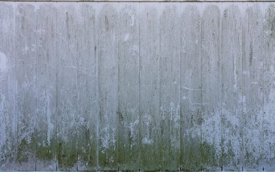 Understanding Mold Remediation: Your Guide to Effective Mold Management