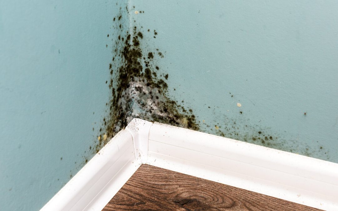 Understanding the Hidden Risks: Mold Exposure in Your Residential Space